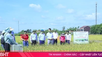 Mô hình sản xuất lúa giảm phát thải cho hiệu quả tích cực