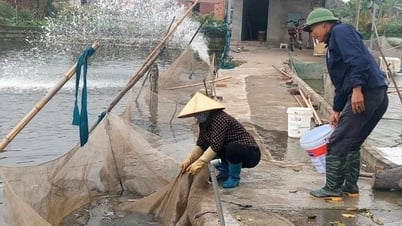 Mở rộng vùng sản xuất, cung cấp giống thủy sản làng Hội Am
