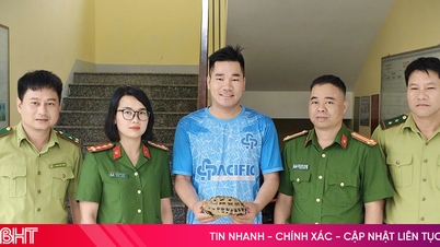 Người dân bàn giao rùa núi vàng để thả về tự nhiên