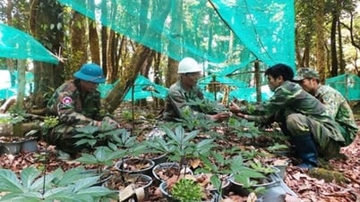 Sâm Ngọc Linh vươn tầm giá trị toàn cầu
