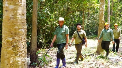 Nặng lòng với rừng xanh