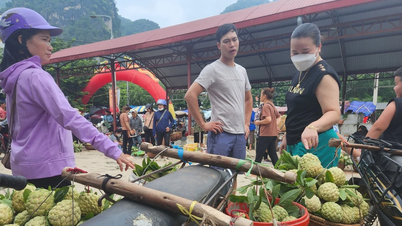 Loại cây giúp người dân ở núi đá Lạng Sơn ổn định cuộc sống