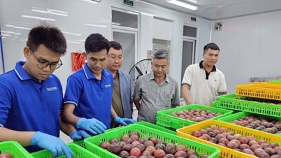 Đưa trái cây Việt vượt đại dương