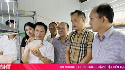 하띤(Ha Tinh)은 4성 OCOP 제품의 평가 및 분류를 위해 8개의 제품을 제안했습니다.