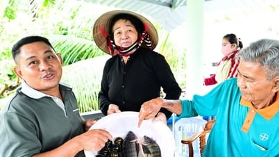 Về vùng cá đồng U Minh Thượng nghe dân kể chuyện ăn nên làm ra nhờ nuôi cá đồng