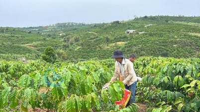 2025년 8월 23일 오늘 커피 가격: 소폭 상승 지속