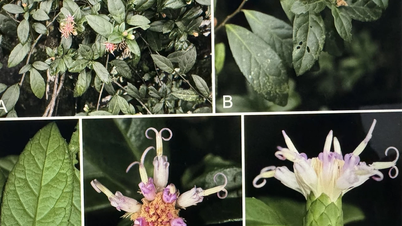 New plant species discovered in Phong Nha-Ke Bang National Park