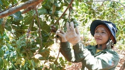 ការរំពឹងថា Lam Dong macadamia នឹងក្លាយជាឧស្សាហកម្មដ៏សំខាន់ "ពាន់លានដុល្លារ"