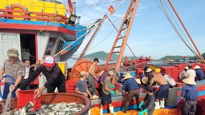 មុន​ព្យុះ​លេខ​៥ អ្នក​នេសាទ Nghe An កំពុង​មមាញឹក​ត្រឡប់​ទៅ​កំពង់​ផែ ដើម្បី​លក់​គ្រឿង​សមុទ្រ។
