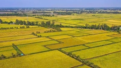 Le prix du riz au Vietnam est le plus élevé au monde et devrait augmenter de manière inattendue