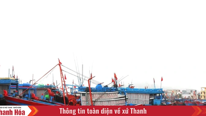 タインホア省は明日（8月24日）午前8時から海上禁止を実施する。