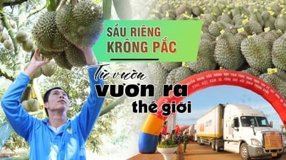 (E-Magazine) ទុរេន Krong Pac - ពីសួនច្បារដល់ពិភពលោក