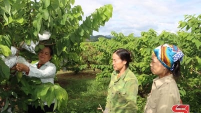 첨단 농업지대 건설