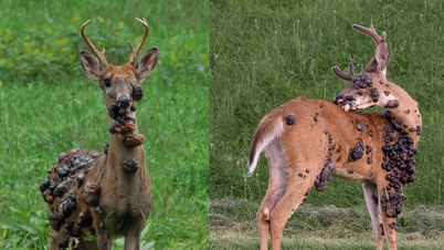 Jagged fibroid "hell deer" appears, haunting Americans