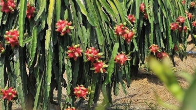 Die überraschenden gesundheitlichen Vorteile der Drachenfrucht
