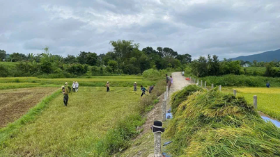 農家は嵐5号を避けるため、夏秋稲を急いで収穫している