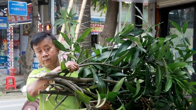 អ្នក​ស្រុក Nghe An ប្រញាប់​កាត់​ដើម​ឈើ​មុន​ពេល​ខ្យល់​ព្យុះ​លេខ ៥ បោក​បក់