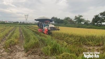 កសិករ Nghe An ប្រមូល​ផល​ស្រូវ​រដូវ​ក្ដៅ​ដល់​រដូវ​ស្លឹកឈើ​ជ្រុះ​ជា​បន្ទាន់ ដើម្បី​បញ្ចៀស​ព្យុះ​លេខ ៥