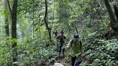 森林樹冠下の薬用植物栽培による農村経済発展