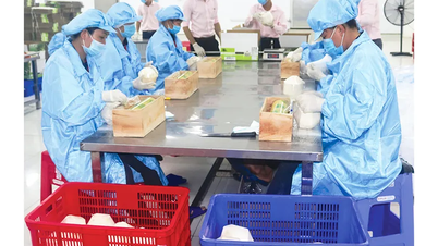 Phối hợp nâng cao chuỗi giá trị cây dừa
