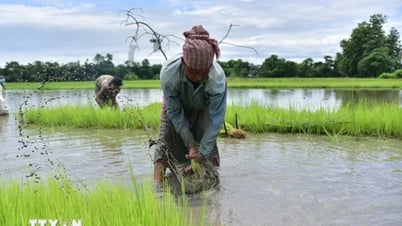 តម្លៃ​អង្ករ​អាស៊ី​ឡើង​ថ្លៃ​ទាំង​មូល
