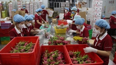 Thanh long 'được mùa, mất giá'
