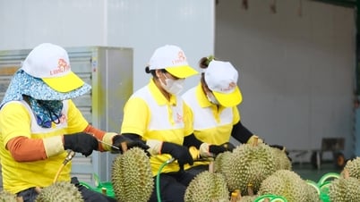 Cần quản lý tốt mã vùng trồng và cơ sở đóng gói cho “cây tỷ đô”