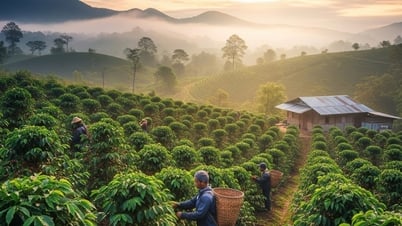 Giá cà phê hôm nay 25/8/2025: Đồng loạt giữ ở mức cao
