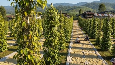 2025年8月25日現在の胡椒価格：ベトナムは変動の中でもその地位を維持