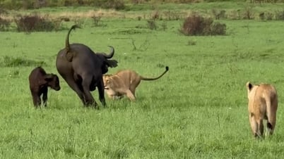 Mother buffalo risks her life, fighting against a pride of lions to protect her cubs