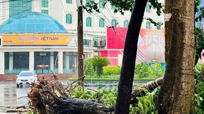 Sturm Nr. 5 lässt in Nghe An eine Reihe von Bäumen umstürzen