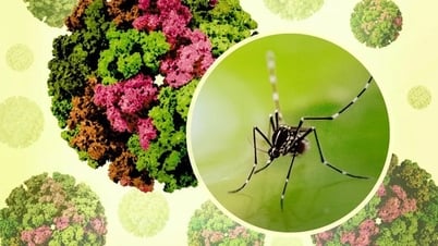 Vietnam has not recorded any cases of Chikungunya