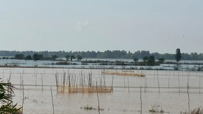 Floodwaters rise rapidly, 33 flood control boxes in Dong Thap Muoi are at risk of being unsafe