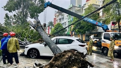 Большое дерево разогналось и раздавило припаркованный на тротуаре автомобиль Mazda.