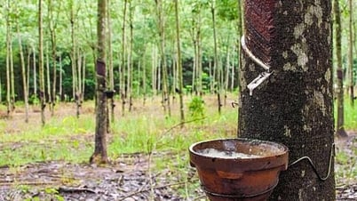 Cao su:Hiệu quả kinh tế đạt thấp