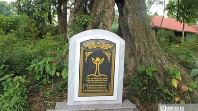 L'histoire de « l'arbre historique » vieux de 700 ans reconnu comme arbre du patrimoine vietnamien