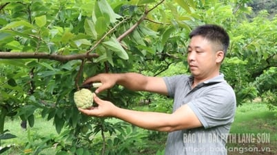カイキンランドの甘い果物