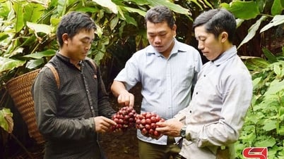 Chiềng Hoa nỗ lực thoát nghèo
