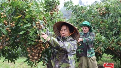 Prosperierendes Obstanbaugebiet von Phieng Khoai