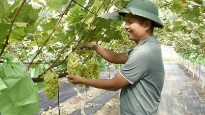 Erfolgreicher Probeanbau einer koreanischen Rebsorte