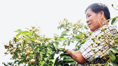 Nhãn Thanh Sơn - giống lạ, trái ngon
