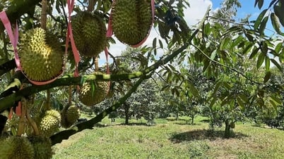 Cổ phiếu Hoàng Anh Gia Lai tăng vọt, con trai bầu Đức chi tiền tỉ gom vào
