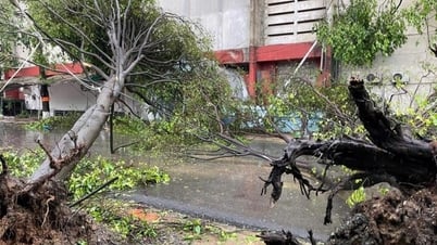 Dévastation après la tempête n° 5 : des arbres sont tombés, les toits des maisons ont été arrachés et les inondations ont séparé les gens