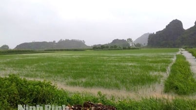 Mehr als 34.000 Hektar Reisanbaufläche durch Sturm Nr. 5 betroffen
