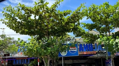 ラルーナレストランのオーナーに違法建築の撤去要請