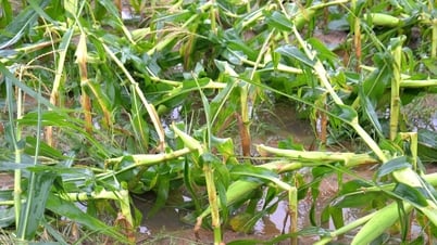 Nghệ An: Hàng ngàn hecta cây trồng, ao hồ thủy sản thiệt hại sau bão số 5
