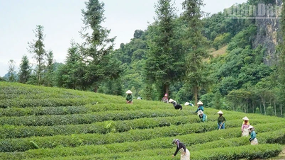 Nông lâm kết hợp, hướng đi bền vững cho miền núi phía bắc
