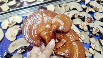 Mô hình trồng nấm linh chi GA2 của Vườn Quốc gia Hoàng Liên