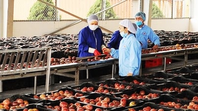 Obst- und Gemüseexporte in die Europäische Union steigen stark an