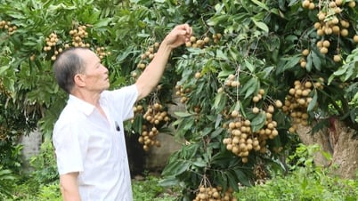 Nhãn Hải Phòng được mùa, tiêu thụ thuận lợi